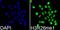 Histone Cluster 3 H3 antibody, orb153940, Biorbyt, Immunofluorescence image 