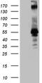 Retrotransposon-derived protein PEG10 antibody, CF809524, Origene, Western Blot image 