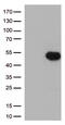 Fc Fragment Of IgG Receptor IIa antibody, CF500652, Origene, Western Blot image 