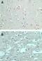 Formin Like 2 antibody, NBP2-24748, Novus Biologicals, Immunohistochemistry frozen image 