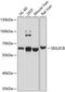 Sialic Acid Binding Ig Like Lectin 8 antibody, GTX64531, GeneTex, Western Blot image 