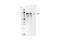 EPH Receptor A1 antibody, 90673S, Cell Signaling Technology, Western Blot image 