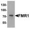 Fragile X Mental Retardation 1 antibody, A00192, Boster Biological Technology, Western Blot image 