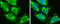 SH3 Domain Containing GRB2 Like 1, Endophilin A2 antibody, GTX634708, GeneTex, Immunofluorescence image 