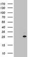 Mitochondrial Ribosomal Protein S11 antibody, CF802839, Origene, Western Blot image 