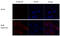 Influenza virus antibody, GTX128542, GeneTex, Immunofluorescence image 