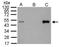 LIM Domain Binding 1 antibody, GTX104531, GeneTex, Immunoprecipitation image 