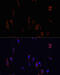 Occludin antibody, 18-733, ProSci, Immunofluorescence image 