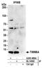 Translocase Of Inner Mitochondrial Membrane 8A antibody, A303-999A, Bethyl Labs, Immunoprecipitation image 