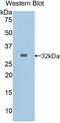 Gap Junction Protein Alpha 5 antibody, MBS2001463, MyBioSource, Western Blot image 