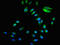 p130cas antibody, orb400792, Biorbyt, Immunofluorescence image 