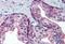  antibody, MBS244879, MyBioSource, Immunohistochemistry frozen image 