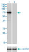 F2 antibody, LS-C197175, Lifespan Biosciences, Western Blot image 
