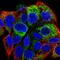 Apolipoprotein B antibody, HPA049793, Atlas Antibodies, Immunocytochemistry image 