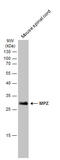 Myelin Protein Zero antibody, GTX134070, GeneTex, Western Blot image 