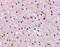 Nicastrin antibody, 3985, ProSci Inc, Immunohistochemistry frozen image 
