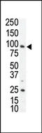 AXL Receptor Tyrosine Kinase antibody, AP14268PU-N, Origene, Western Blot image 