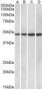 BEN Domain Containing 5 antibody, MBS423210, MyBioSource, Western Blot image 