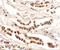 Protein dispatched homolog 1 antibody, A11542, Boster Biological Technology, Immunohistochemistry frozen image 