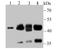 NCK Adaptor Protein 1 antibody, A02260-1, Boster Biological Technology, Western Blot image 