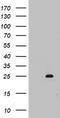 Mitochondrial Ribosomal Protein S11 antibody, CF802861, Origene, Western Blot image 