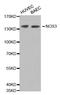 Nitric Oxide Synthase 3 antibody, LS-C332101, Lifespan Biosciences, Western Blot image 