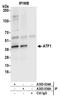 Cyclic AMP-dependent transcription factor ATF-1 antibody, A303-034A, Bethyl Labs, Immunoprecipitation image 
