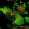HAUS augmin-like complex subunit 6 antibody, NBP1-88022, Novus Biologicals, Immunofluorescence image 