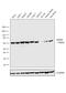 Heat Shock Protein Family D (Hsp60) Member 1 antibody, MA5-15836, Invitrogen Antibodies, Western Blot image 