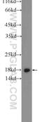 Ribosomal Protein S24 antibody, 14831-1-AP, Proteintech Group, Western Blot image 