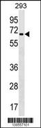 Zinc Finger Protein 426 antibody, 59-882, ProSci, Western Blot image 