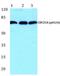 Cell Division Cycle 25A antibody, A01433S124, Boster Biological Technology, Western Blot image 