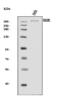 Golgin B1 antibody, A08226-1, Boster Biological Technology, Western Blot image 