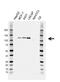 Cadherin 1 antibody, VMA00502, Bio-Rad (formerly AbD Serotec) , Western Blot image 