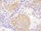 Chaperonin Containing TCP1 Subunit 8 antibody, A303-447A, Bethyl Labs, Immunohistochemistry frozen image 