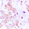 Mitochondrial Ribosomal Protein L49 antibody, LS-C368421, Lifespan Biosciences, Immunohistochemistry frozen image 