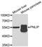 Pancreatic Lipase antibody, LS-C334685, Lifespan Biosciences, Western Blot image 