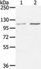 Mediator Complex Subunit 16 antibody, TA350495, Origene, Western Blot image 