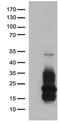 Heparin Binding EGF Like Growth Factor antibody, TA812463, Origene, Western Blot image 