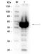 Pancreatic alpha-amylase antibody, orb344945, Biorbyt, Western Blot image 