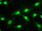 Small RNA Binding Exonuclease Protection Factor La antibody, GTX83557, GeneTex, Immunofluorescence image 