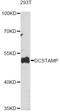 Dendrocyte Expressed Seven Transmembrane Protein antibody, LS-C749624, Lifespan Biosciences, Western Blot image 