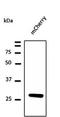 mCherry Tag  antibody, orb11618, Biorbyt, Western Blot image 
