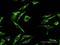 Mitochondrial Ribosomal Protein L12 antibody, H00006182-D01P, Novus Biologicals, Immunocytochemistry image 