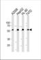 Granulin Precursor antibody, TA325165, Origene, Western Blot image 