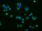 Phosphodiesterase 4A antibody, MA5-25106, Invitrogen Antibodies, Immunocytochemistry image 