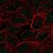Zinc Finger Protein 432 antibody, NBP2-58221, Novus Biologicals, Immunofluorescence image 