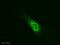 Trans-Golgi Network Protein 2 antibody, ab2809, Abcam, Immunocytochemistry image 