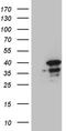 Suppressor of G2 allele of SKP1 homolog antibody, TA810099, Origene, Western Blot image 