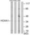 Homeobox protein Hox-A1 antibody, LS-C822750, Lifespan Biosciences, Western Blot image 